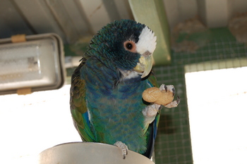 pionus.JPG
